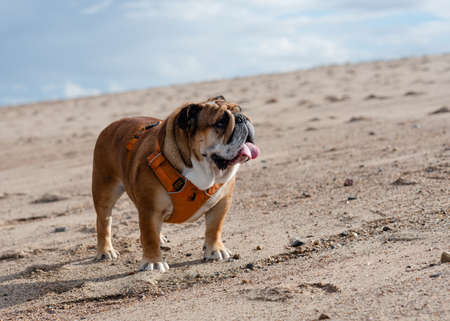 Red English British Bulldog in orange harness out for a walk in the seasideの写真素材