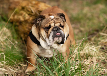 Red English British Bulldog out for a walk standing on the dry grass in sunny dayの写真素材