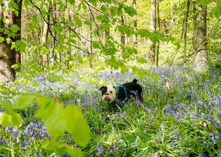 Black and white English British Bulldog Dog looking up, licking out its tongue and sitting in the bluebells on spring hot sunny dayの写真素材