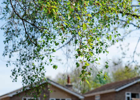 birch leaves against houses on a spring dayの写真素材
