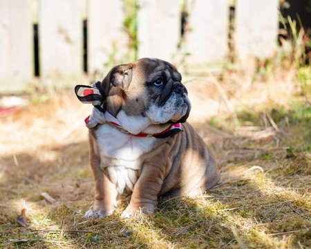 Puppy of Red English British Bulldog in neckless outdoors sitting and on the gardenの写真素材