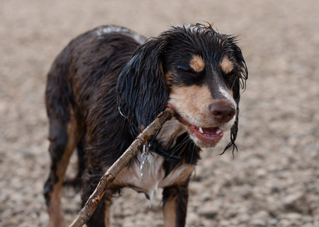 black dog running and playing in the water