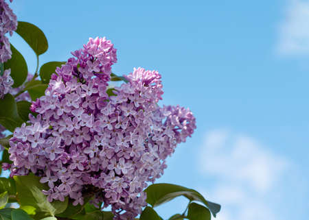 purple lilac flowers and leaves on the branches on amazing day against blue skyの写真素材