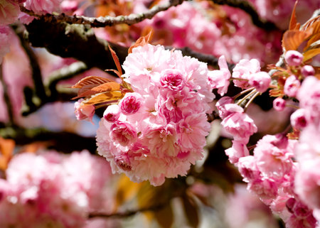 branch of pink flowers blossom in the spring warm evening