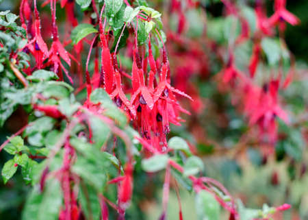pink and purple fuchsia flowers in the green bushの写真素材