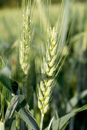 green wheat field in a summer dayの写真素材