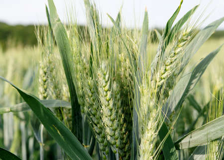 green wheat field in a summer dayの写真素材