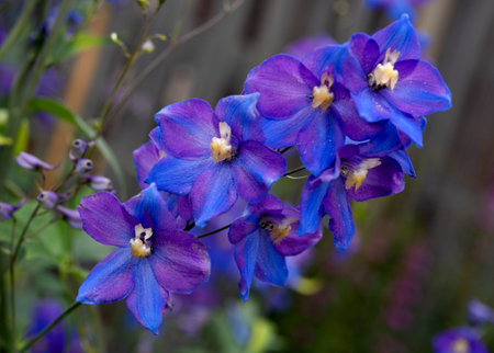 blue flowers in the garden in summer day