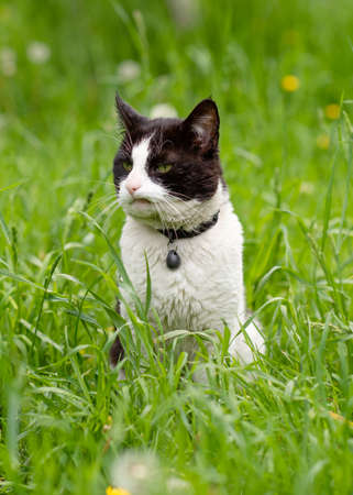 black and white cat sitting on the green grassの写真素材