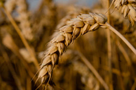 a golden wheat on  field in a summer dayの写真素材