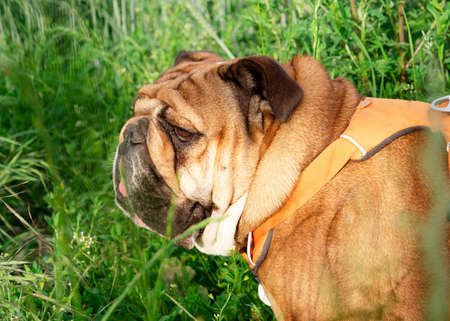 Red English British Bulldog in orange harness out for a walk standing on the dry grass in sunny dayの写真素材