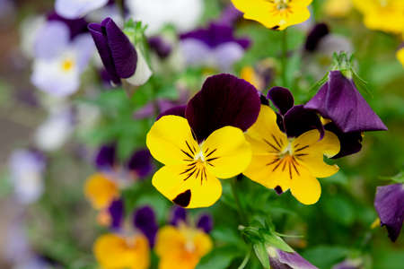 purple and yellow  pansies flowers in the garden on sunny dayの写真素材