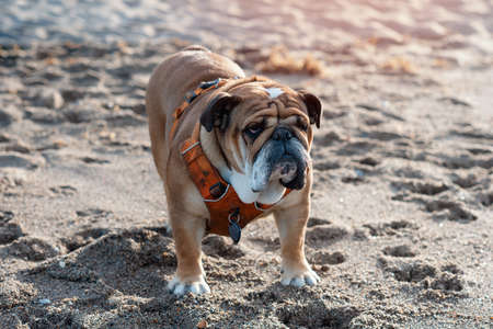 Red english british bulldog in orange harness sitting on the seaside on sunny warm dayの写真素材