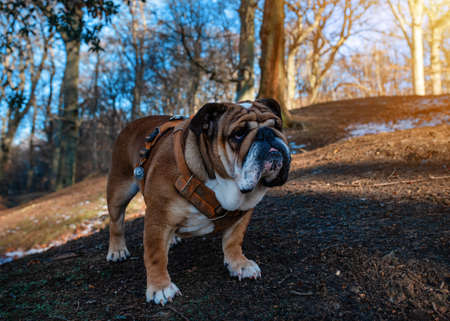 Red English British Bulldog in orange harness out for a walk in forest on spring cold  sunny dayの写真素材
