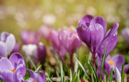 Beautiful crocuses on green grass on the sunny spring day. High quality photoの写真素材