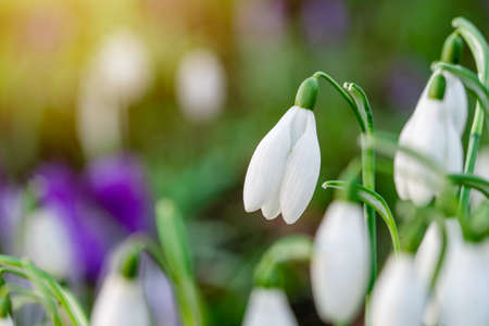 white snowdrops on green grass on a spring  sunny day. Space for text. High quality photoの写真素材