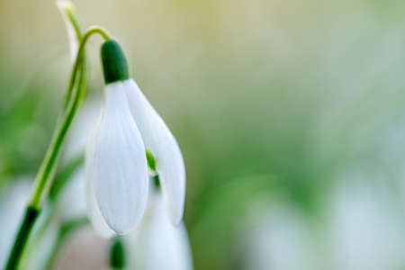 white snowdrops on green grass on a spring  sunny day. Space for text. High quality photoの写真素材
