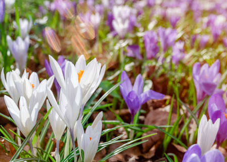 Beautiful crocuses on green grass on the sunny spring day. High quality photoの写真素材