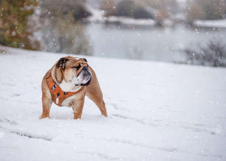 Red English British Bulldog in orange harness out for a walk standing on the snow in sunny dayの写真素材