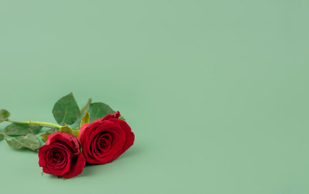 two red roses on a green background Space for textの写真素材