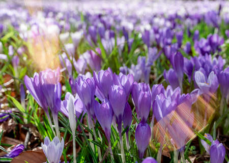 Beautiful crocuses on green grass on the sunny spring day. High quality photoの写真素材
