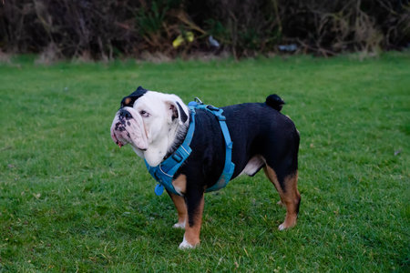 Black tri-color english british bulldog in blue harness on  the green grass  looking suspiciously to the side in sunny dayの写真素材