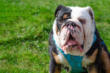 Portrait of Black tri-color english british bulldog with tongue in blue harness sitting on the green grass in sunny dayの写真素材