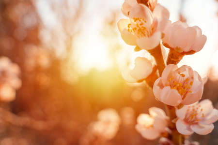 Flowers of the almond tree against the sunset. Beautiful nature scene with blooming tree and sun flare. Spring flowers. Beautiful Orchard. Springtime Space for text.の写真素材