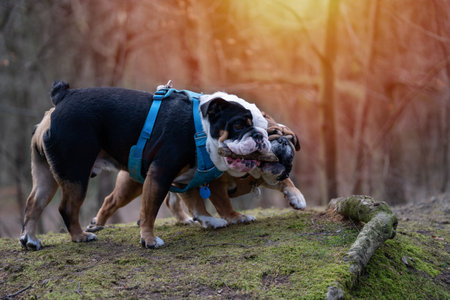 Funny Black tri-color and red  english british bulldogs  playing together in forest on spring dayの写真素材