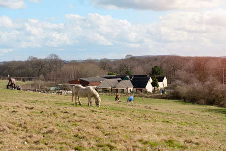 a horse grazing on a farm on beautiful warm dayの写真素材