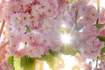 Closeup of Pink Cherry blossom in the spring warm day. Beautiful nature scene with blooming tree and sun flare. Spring flowers. Beautiful Orchard. Springtime Space for text.の写真素材