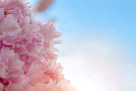 Closeup of Pink Cherry blossom in the spring warm day. Beautiful nature scene with blooming tree and sun flare. Spring flowers. Beautiful Orchard. Springtime Space for text.の写真素材