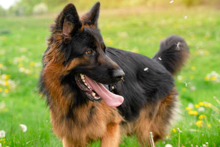 German shepherd dog in  harness out for a walk lin the park  on the grass in sunny  spring dayの写真素材