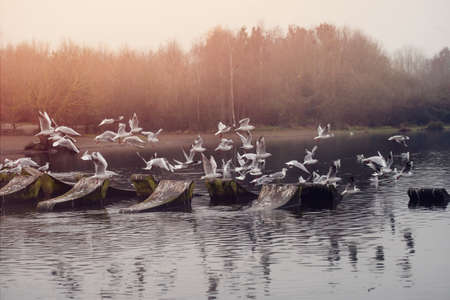 a flock of seagulls flying over the lake on an autumn dayの写真素材