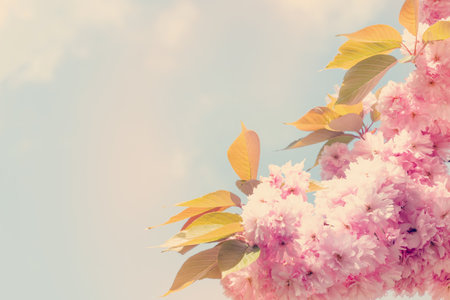 Closeup of Pink Cherry blossom in the spring warm day. Beautiful nature scene with blooming tree and sun flare. Spring flowers. Beautiful Orchard. Springtime Space for text.の写真素材