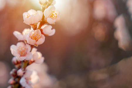 Flowers of the almond tree against the sunset. Beautiful nature scene with blooming tree and sun flare. Spring flowers. Beautiful Orchard. Springtime Space for text.の写真素材