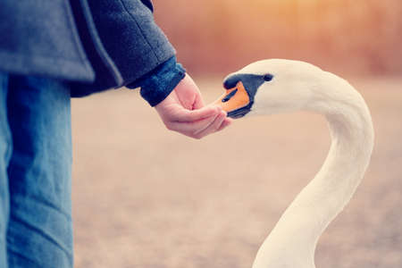 boy in coat feeding ducks and swans on shore lake oin cold  spring dayの写真素材