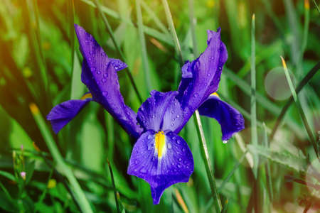 close up of purple iris flower with drops on green grass on sunny summer day Summer flowers.  Summertime Springtime   High quality photoの写真素材