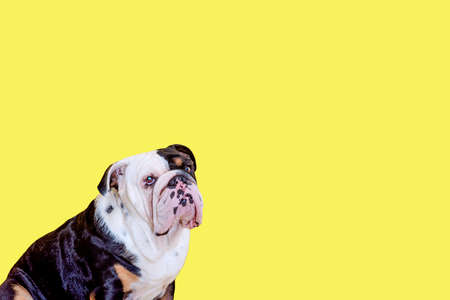 Black tri-color english british bulldog sitting  on yellow background Space for text high-quality photos for calendar and cardsの写真素材
