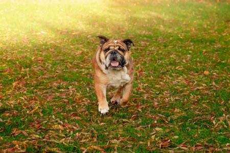 Red English British Bulldog Dog out for a walk looking up sitting in the grass on   sunny day at sunsetの写真素材