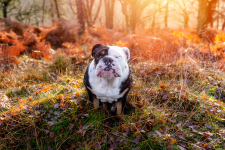 Black tri-color funny English British Bulldog Dog out for a walk looking up sitting in the grass in forest on Autumn sunny day at sunsetの写真素材