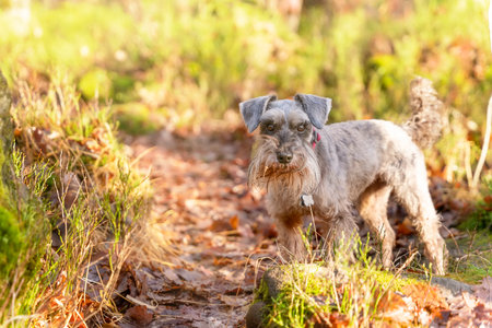 Dog walking in forest Mini schnauzer funny pup, salt and pepper; black and white obedient dog.の写真素材