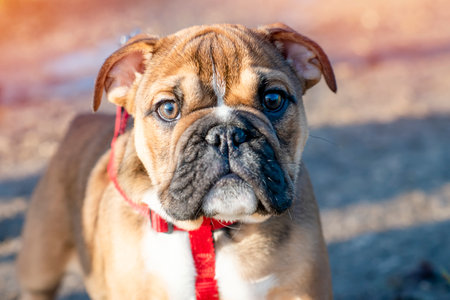 Funny beautiful classic Red English British Bulldog Dog out for a walk looking up sitting in the grass in forest on sunny day at sunsetの写真素材