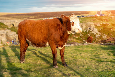 cow grazing on green meadow at sunset in Yorkshireの素材