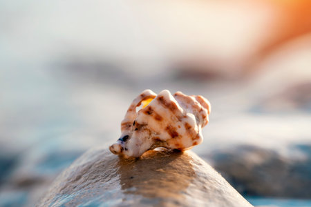Big seashell on the sand on the beach in the back-light of sunset, background, close upの写真素材