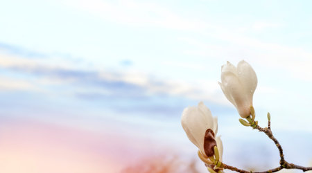white and pink magnolia flowers on the branch on a warm spring sunny dayの写真素材