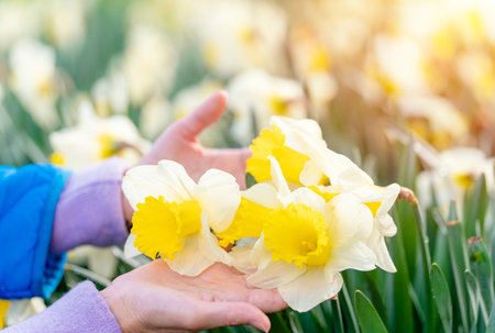 Unique Yellow Daffodils flowers in womans hands on a sunny spring day.の写真素材