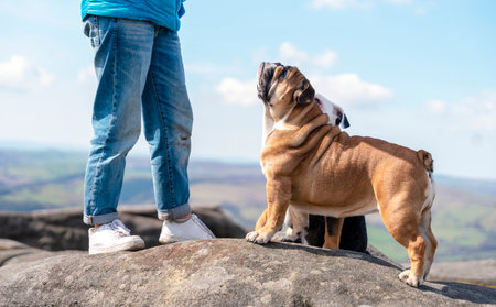 A happy woman  with English bulldogs on top of mountain at Peak District on warm sunny day.  Dog training. Free time conceptの写真素材