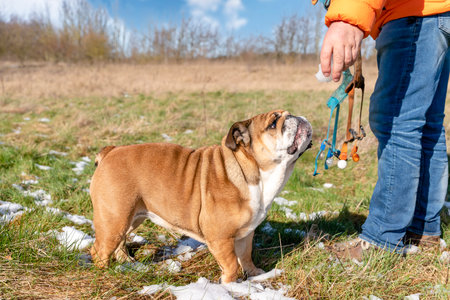 Funny red English British Bulldog in out for a walk running on the snow grass on a spring dayの写真素材