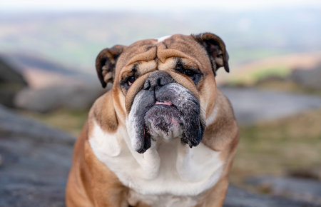 English bulldog on top of mountain sitting on top of mountain at Peak District on a sunny warm day.の写真素材